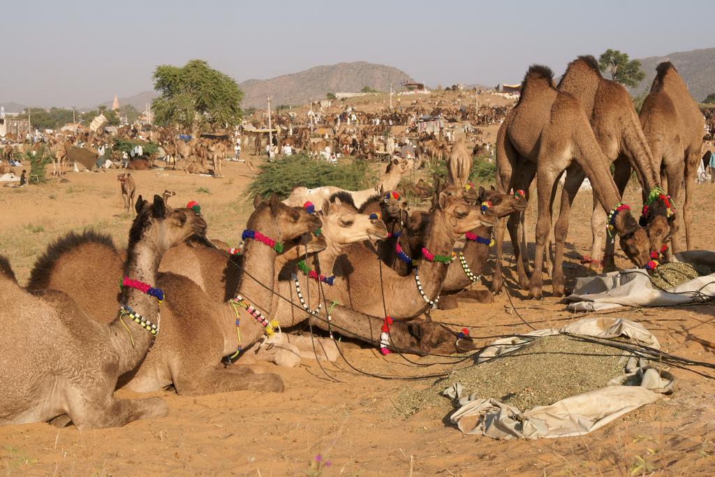 منتجع ساجان باغ بوشكار المظهر الخارجي الصورة
